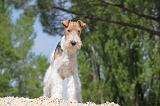 FOX TERRIER 253